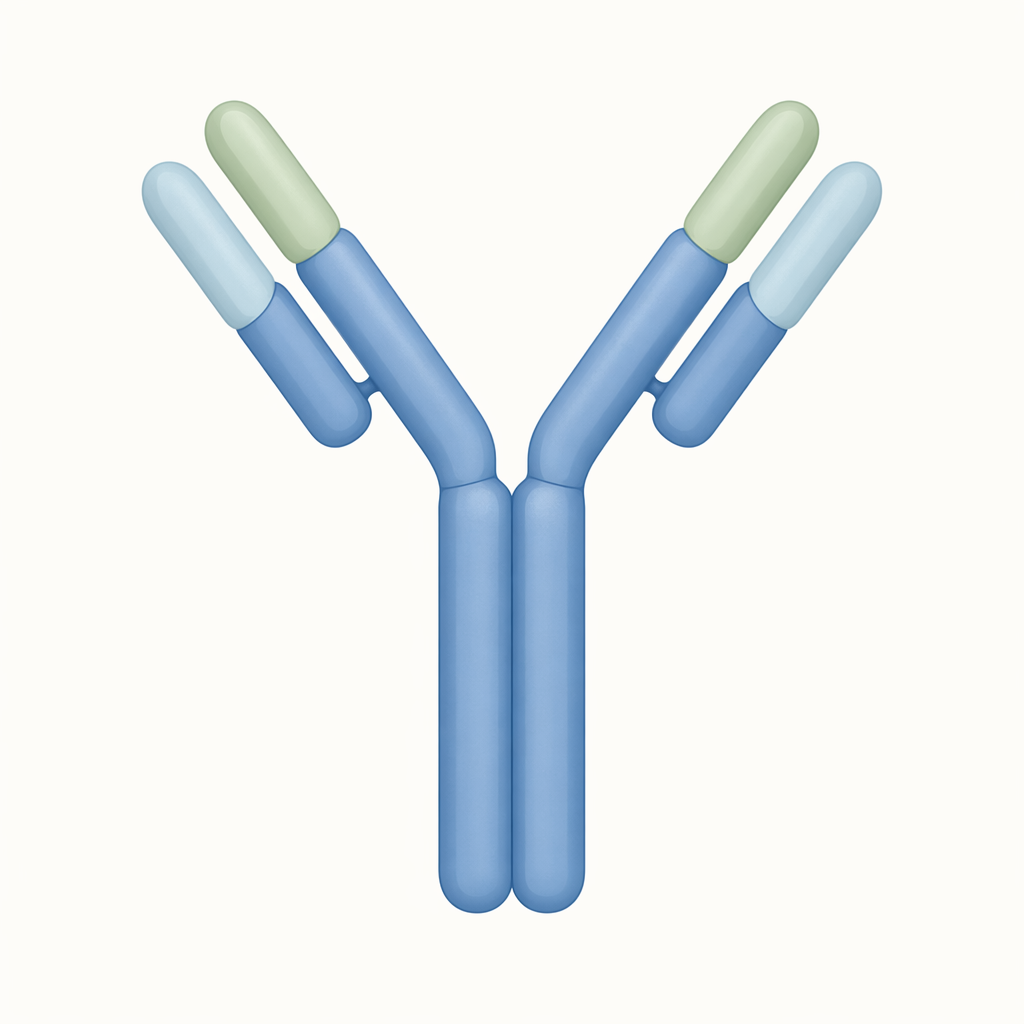 antibody