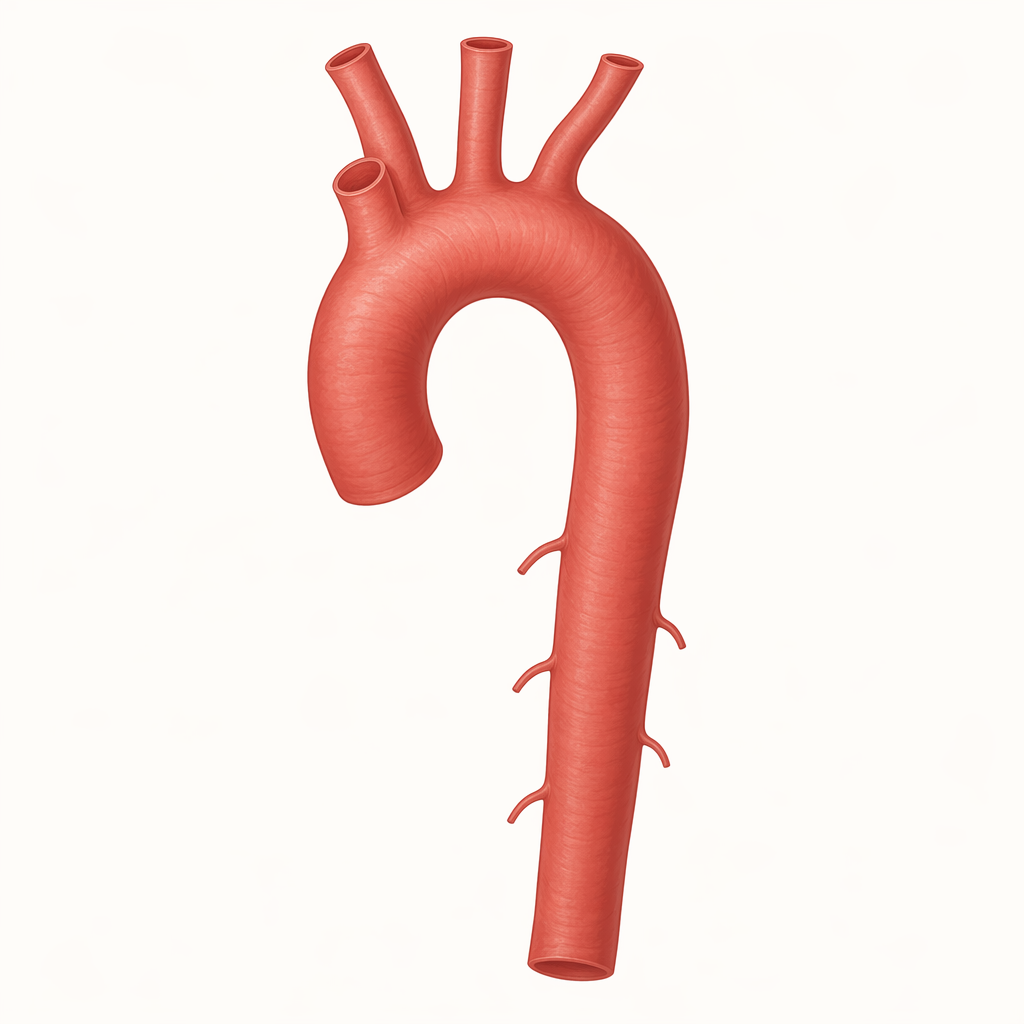 aorta