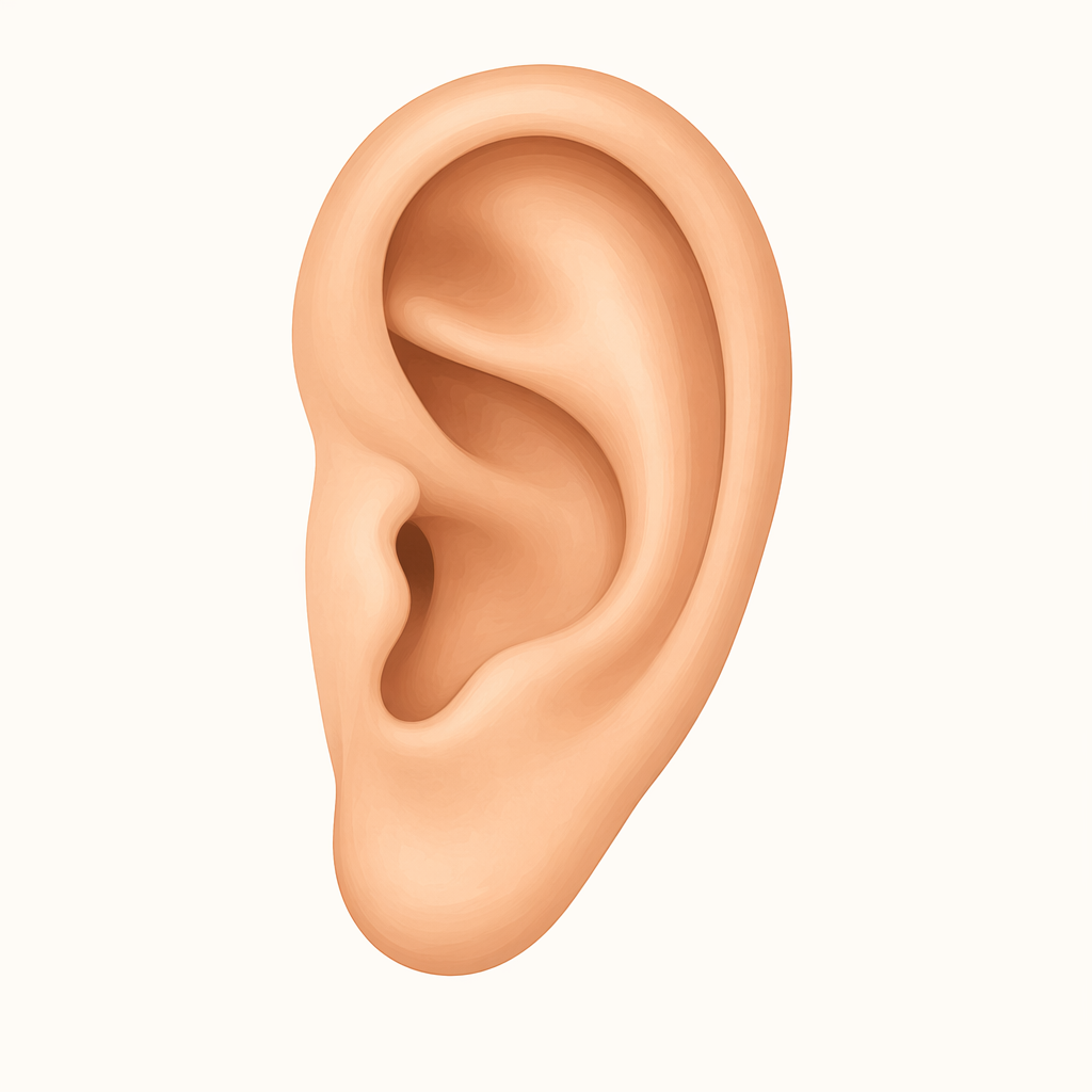auricle