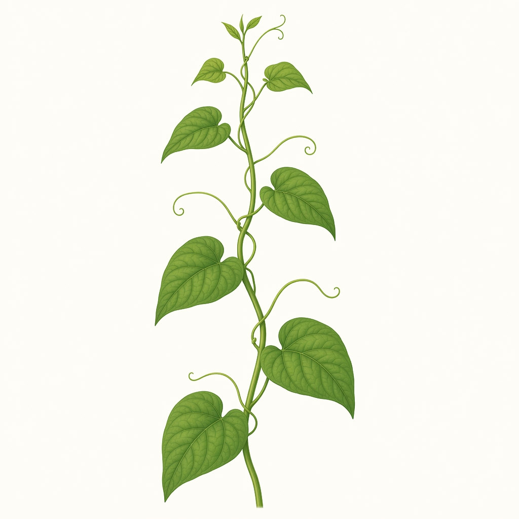 beanstalk