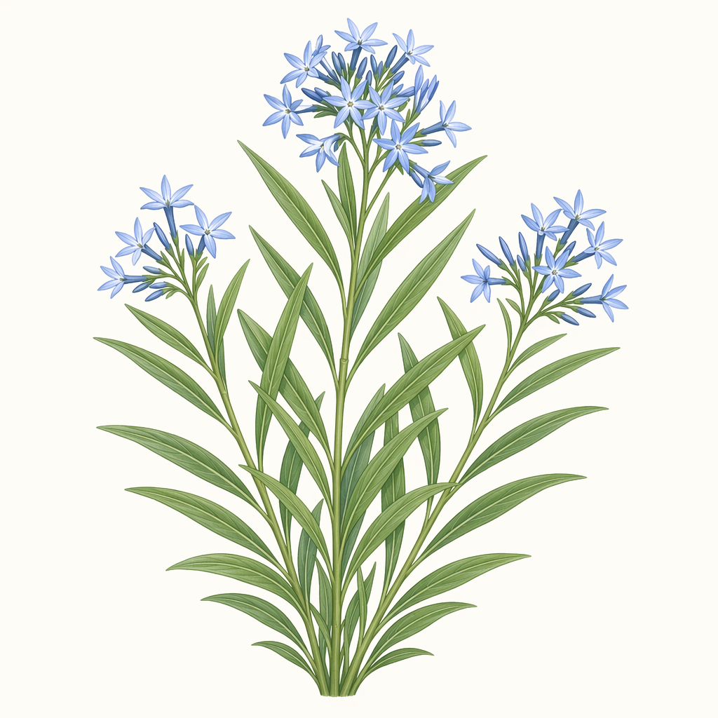 bluestar