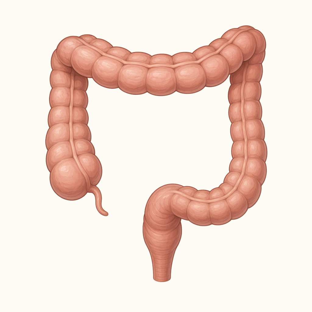 bowel