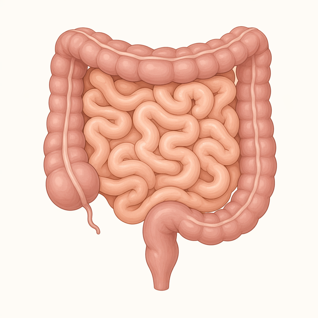 bowels