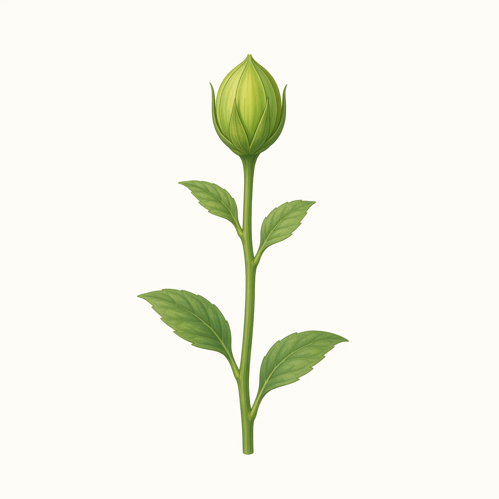 bud
