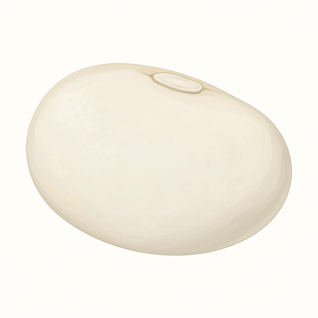 butterbean