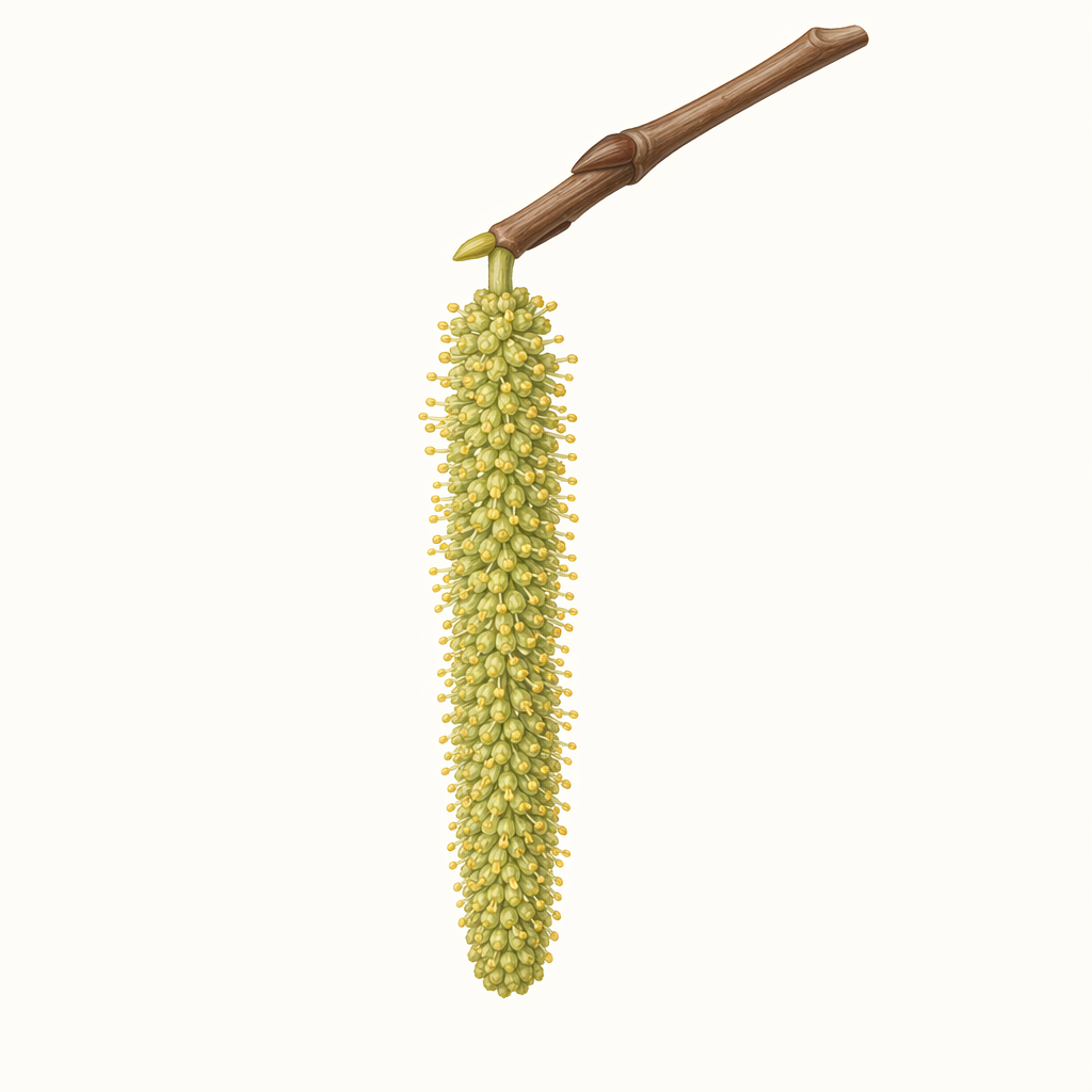 catkin