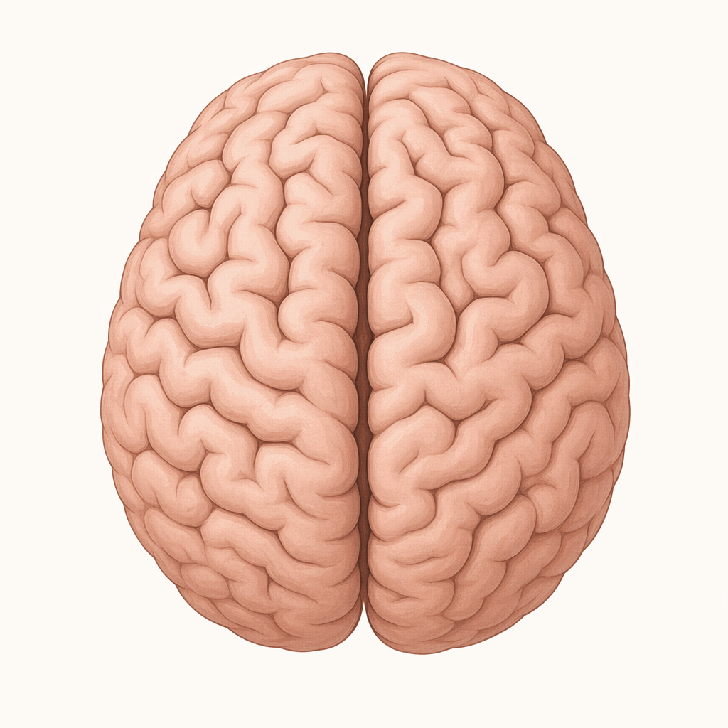 cerebrum