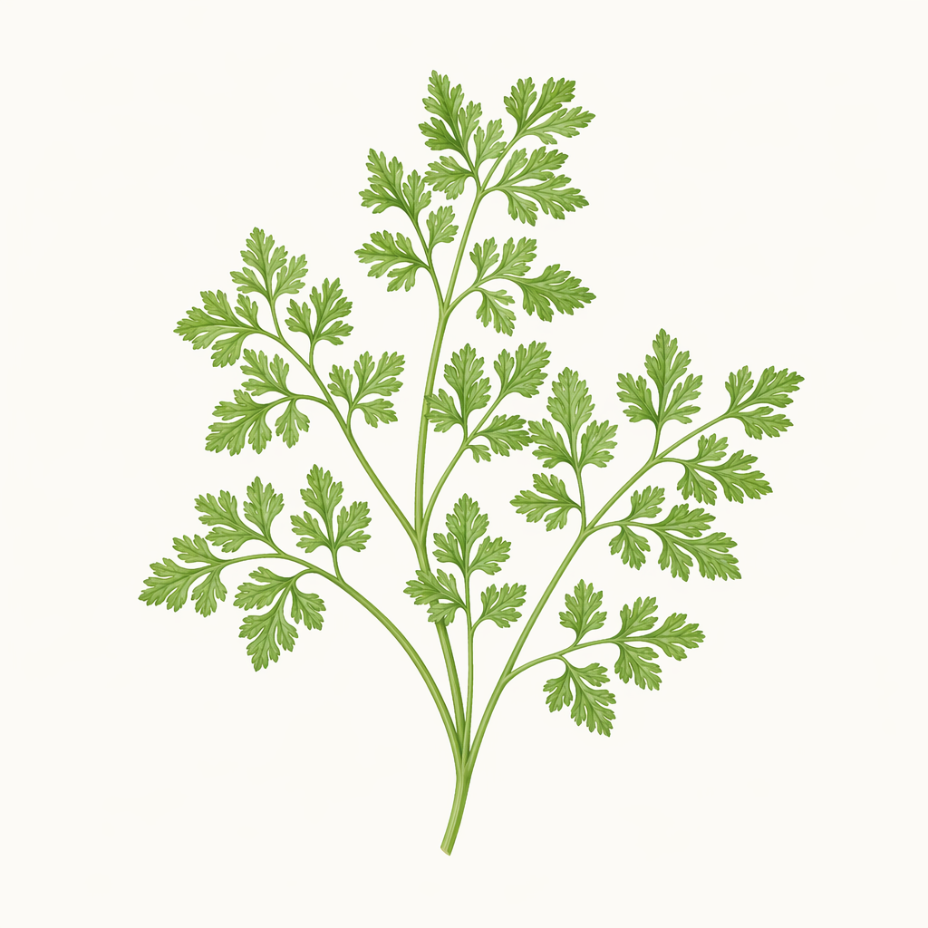 chervil