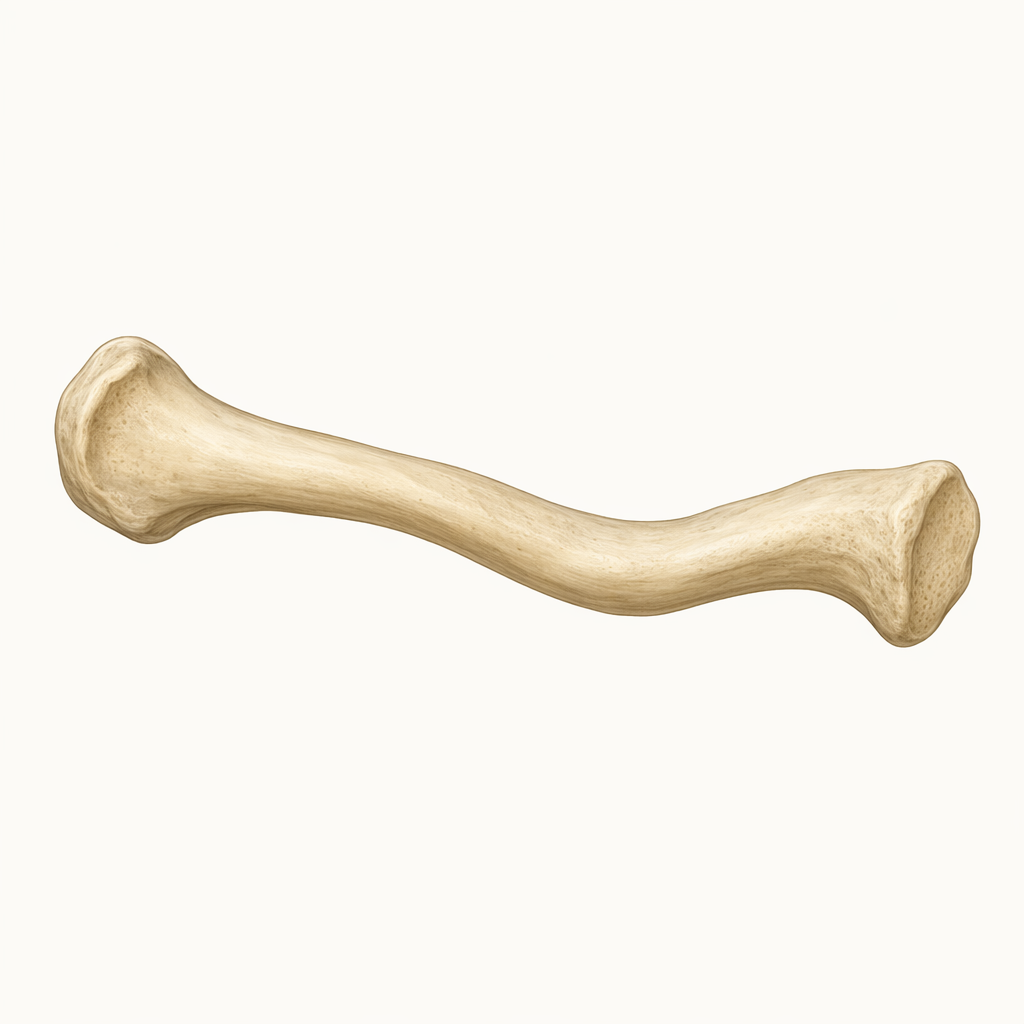 clavicle