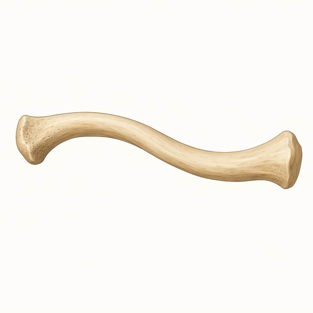 collarbone