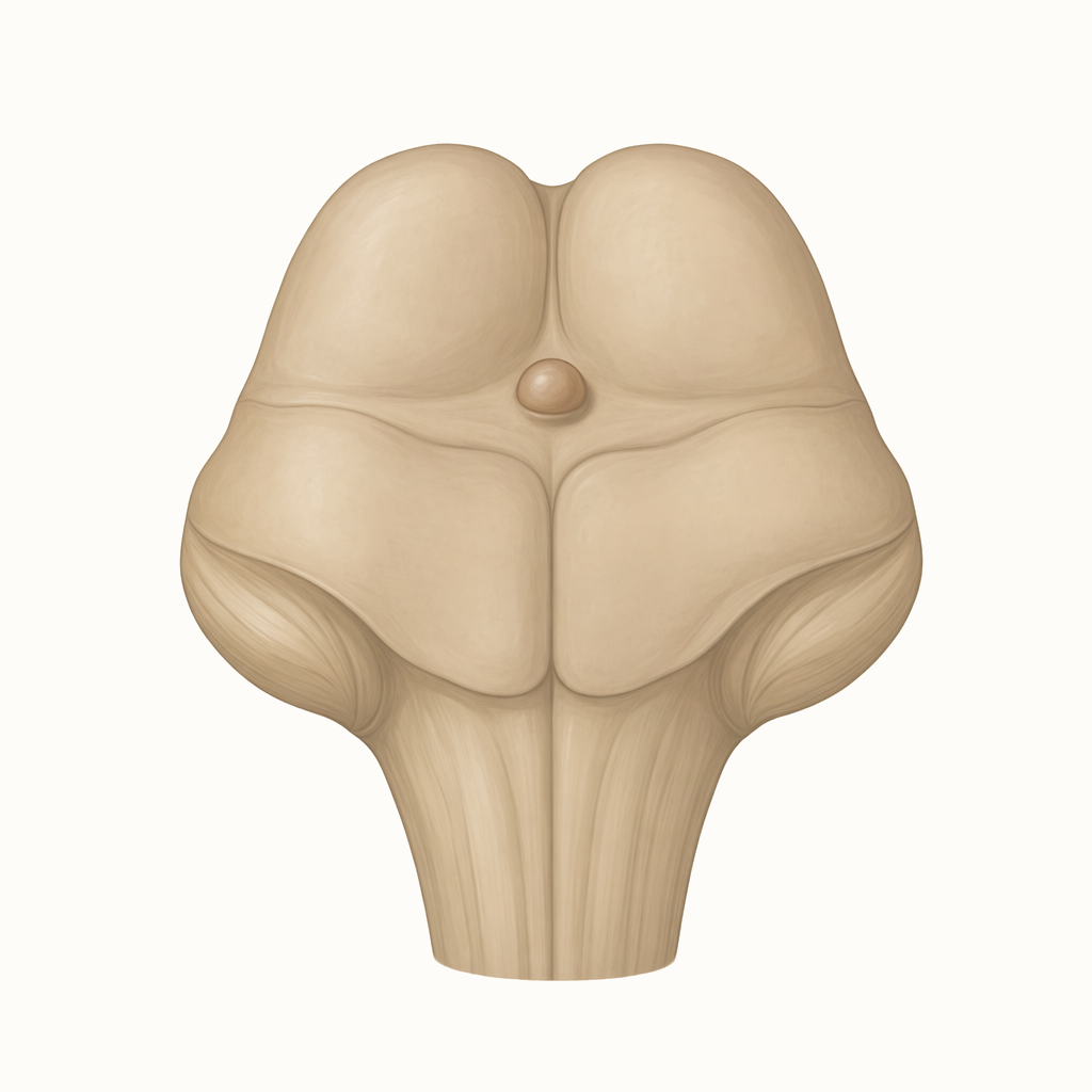 colliculus