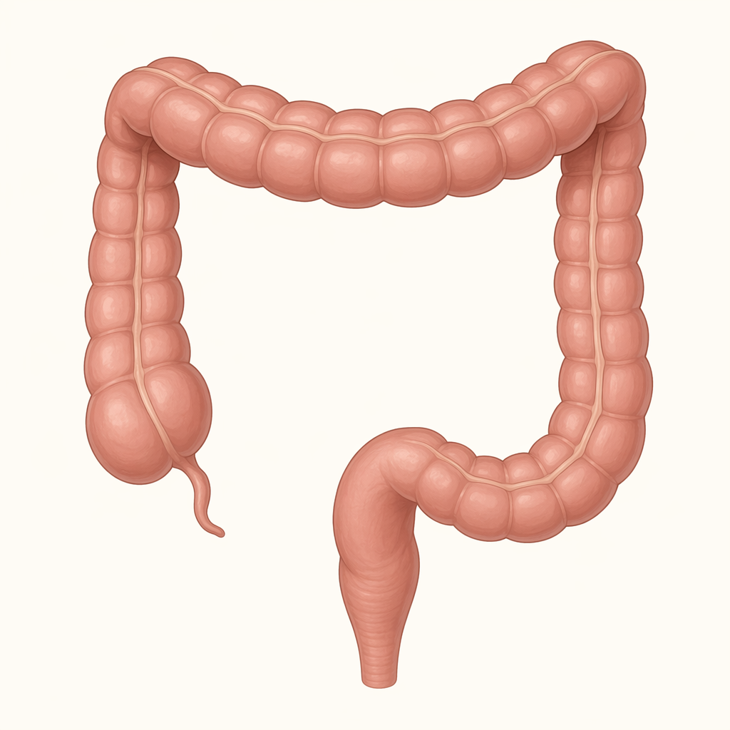 colon
