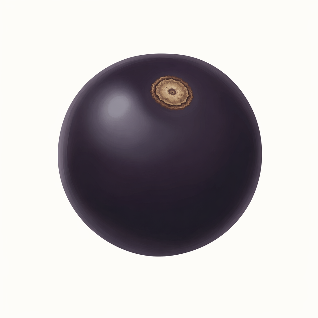 elderberry