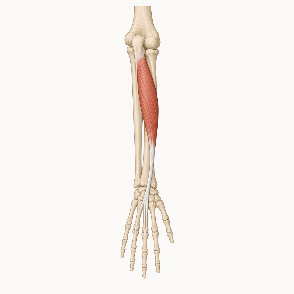 extensor