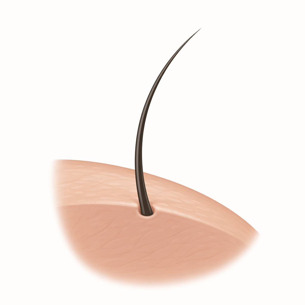 eyelash