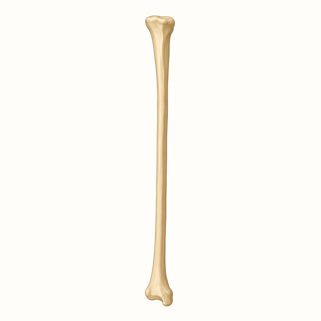 fibula