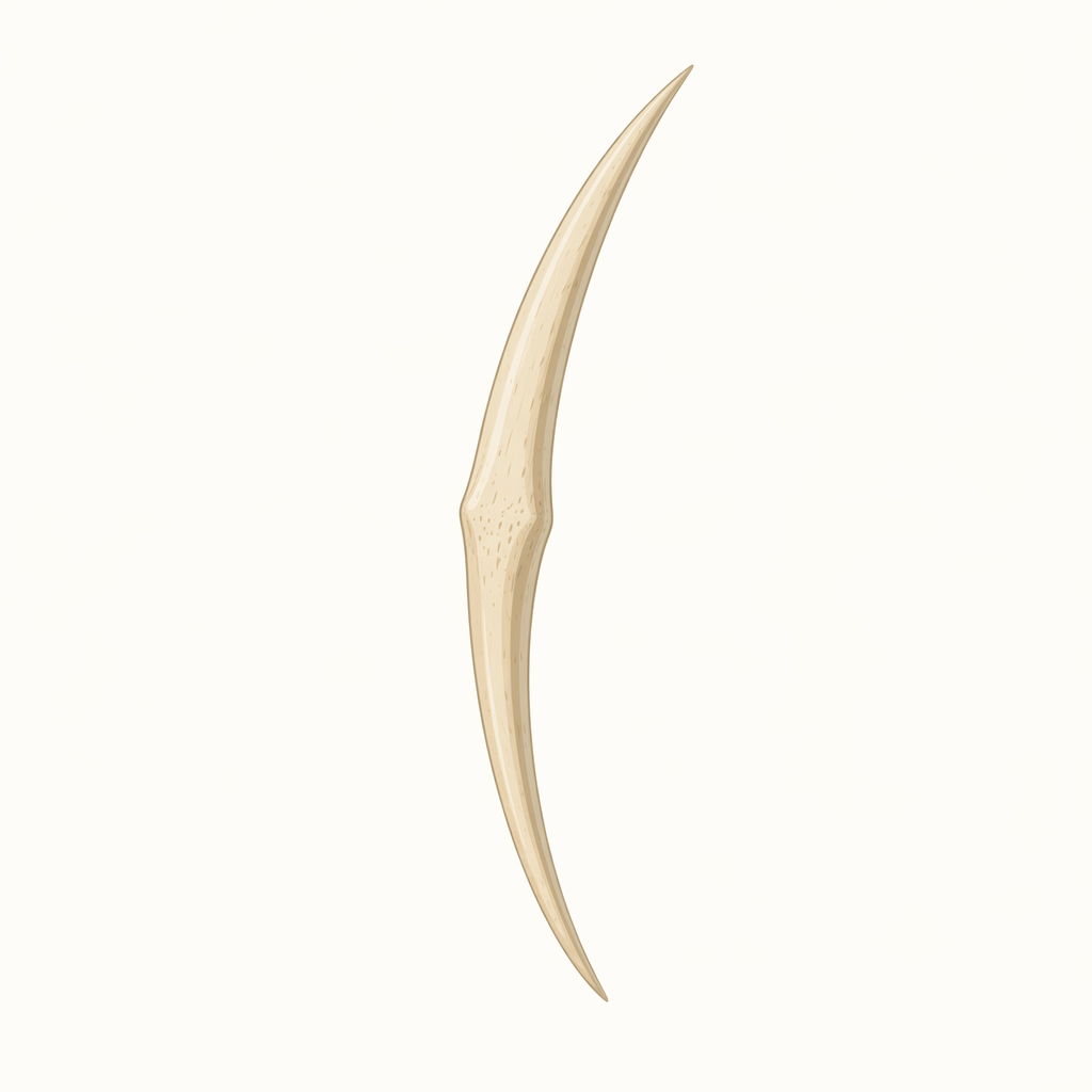 fishbone