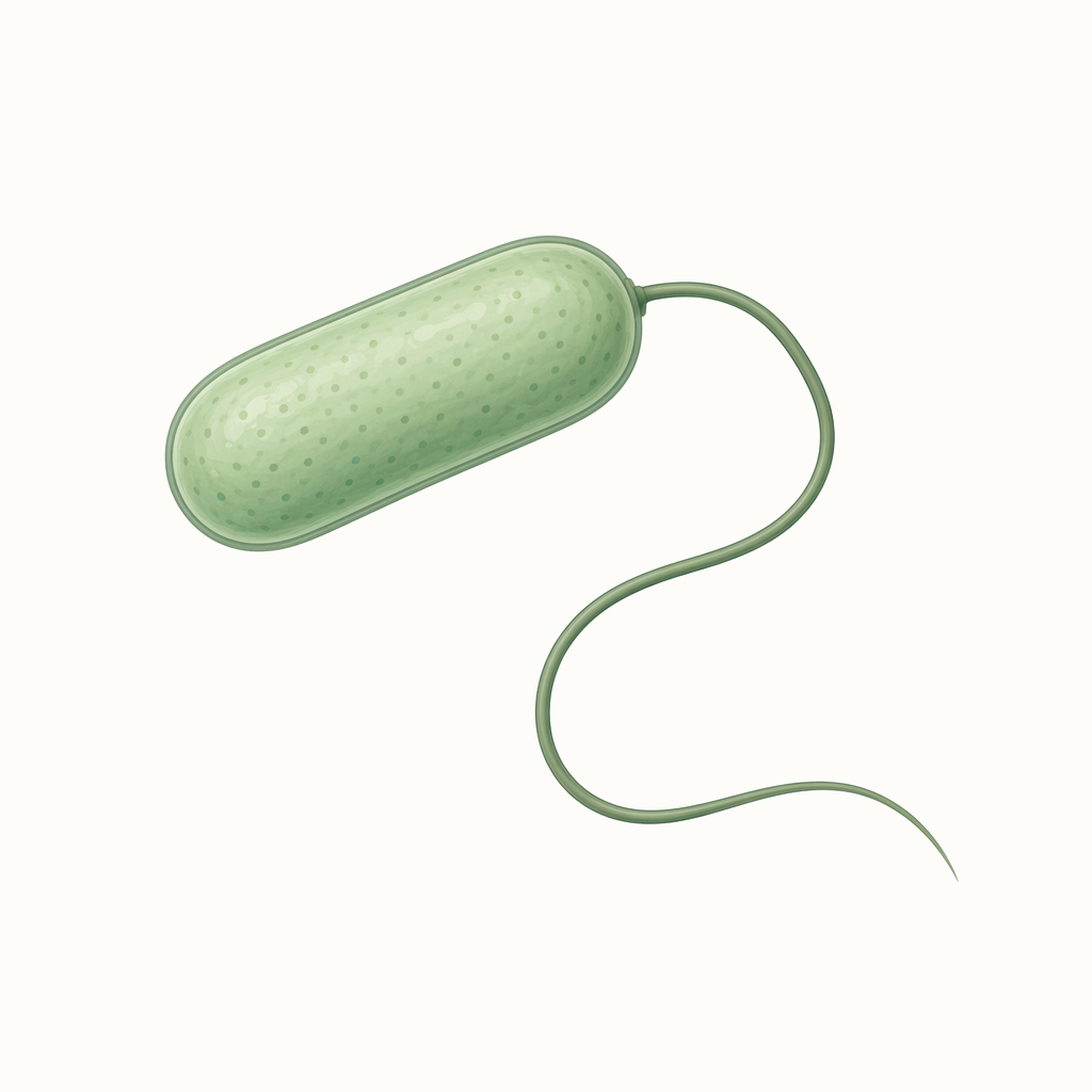 flagellum