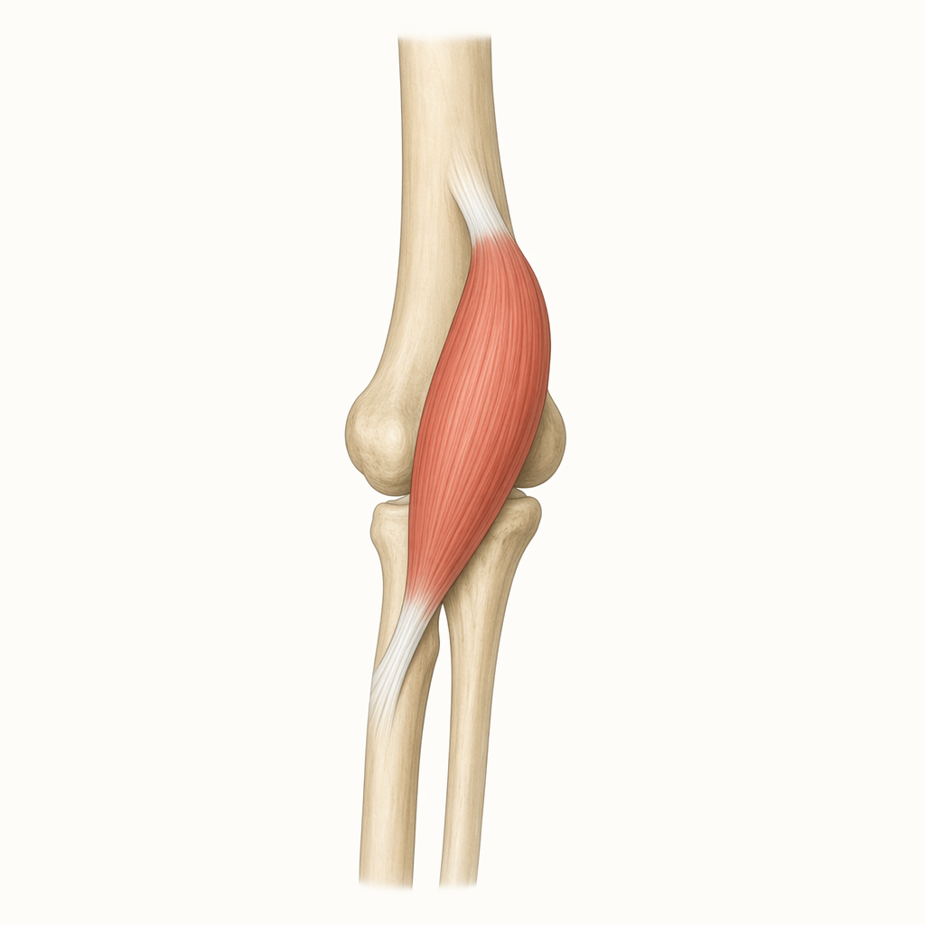 flexor