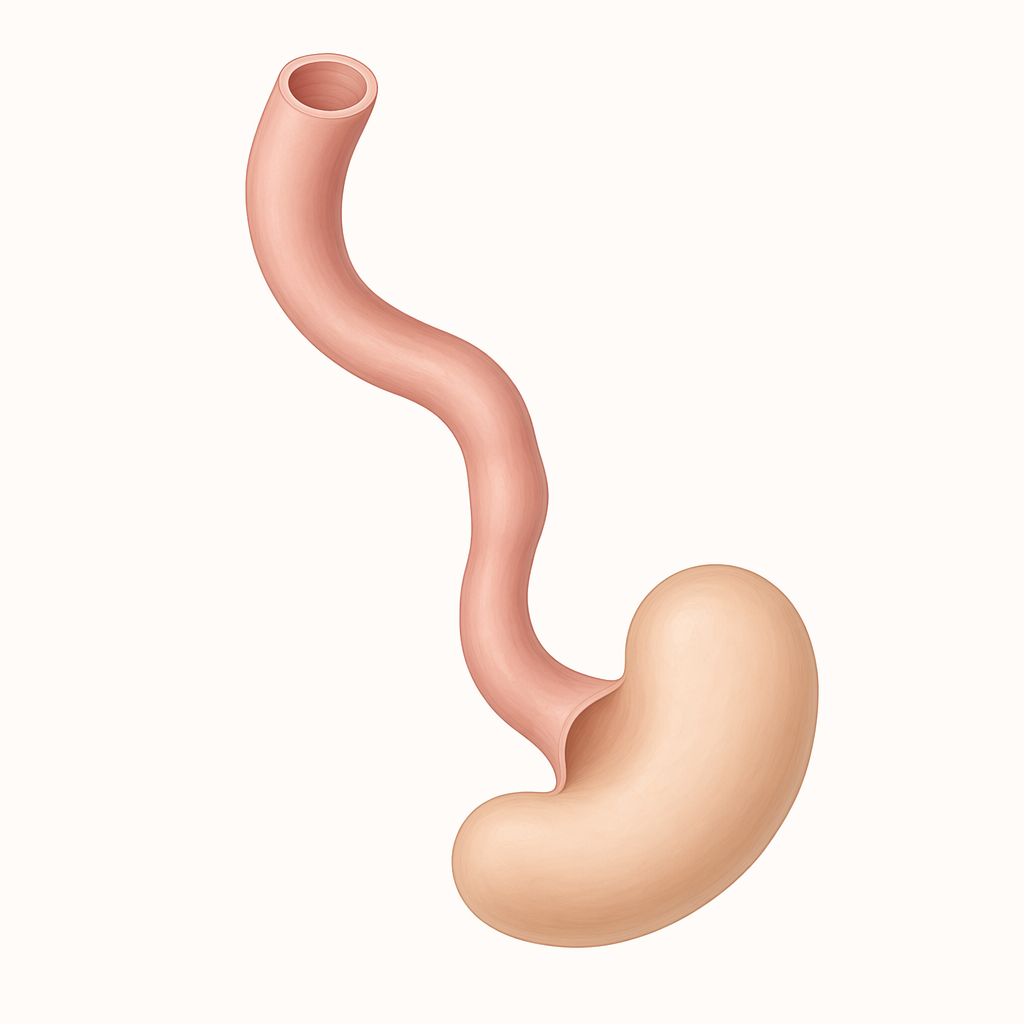 foregut