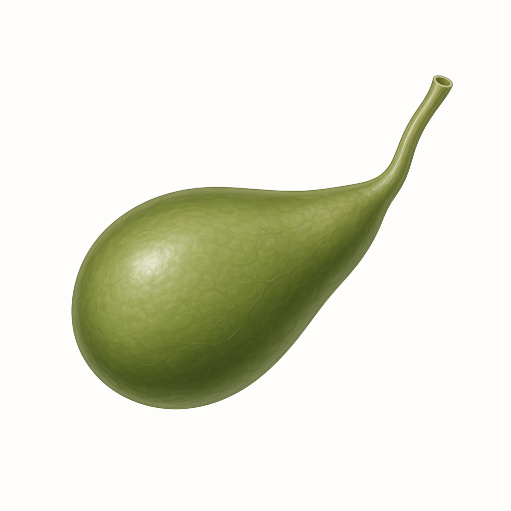 gallbladder