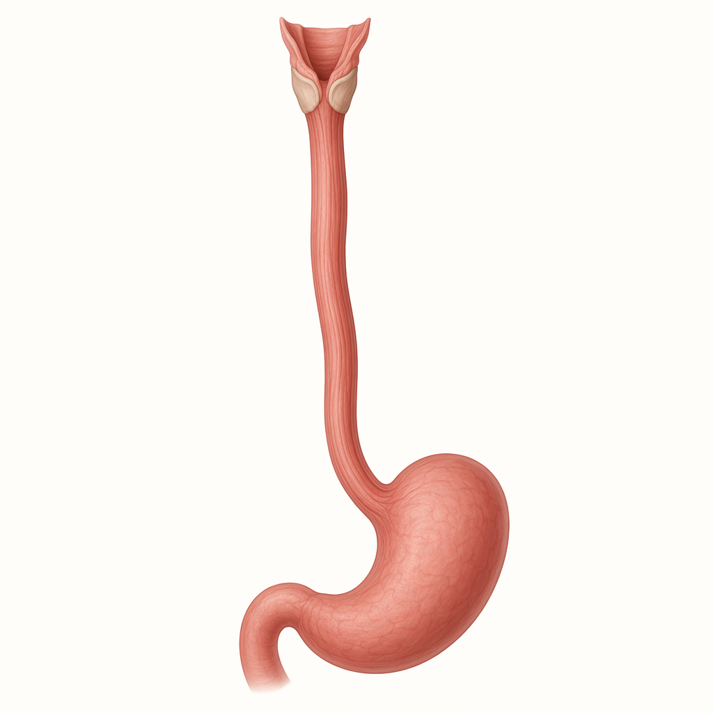 gullet