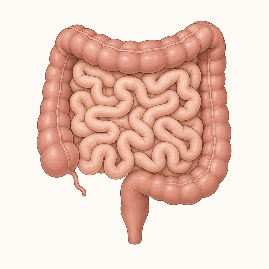 gut