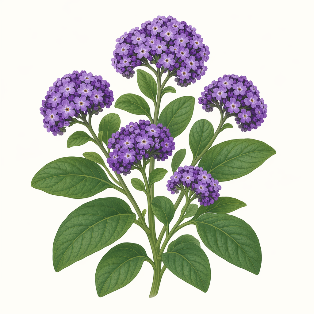 heliotrope