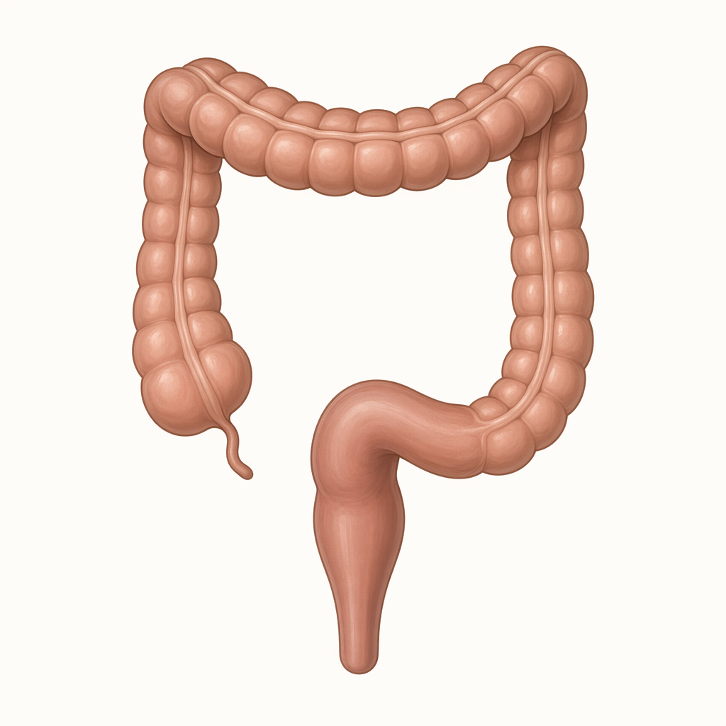 hindgut