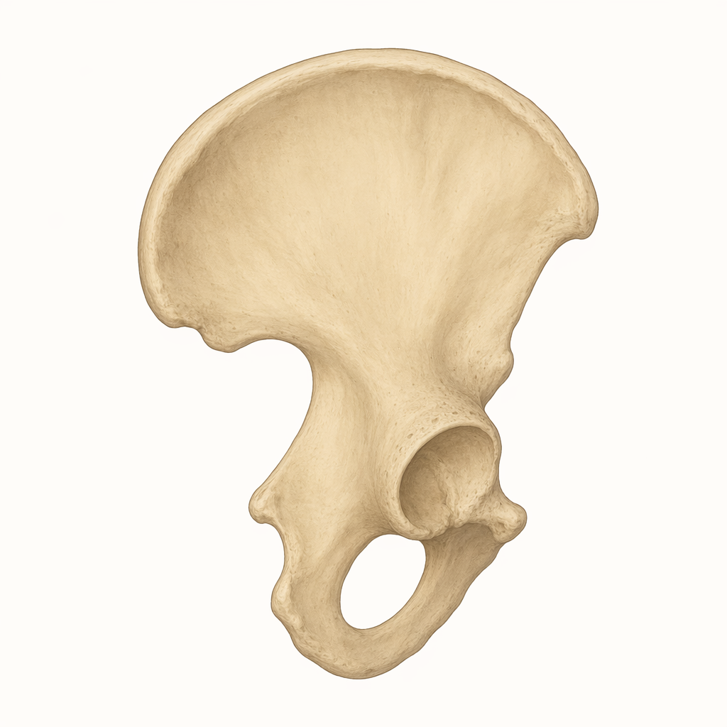 ilium