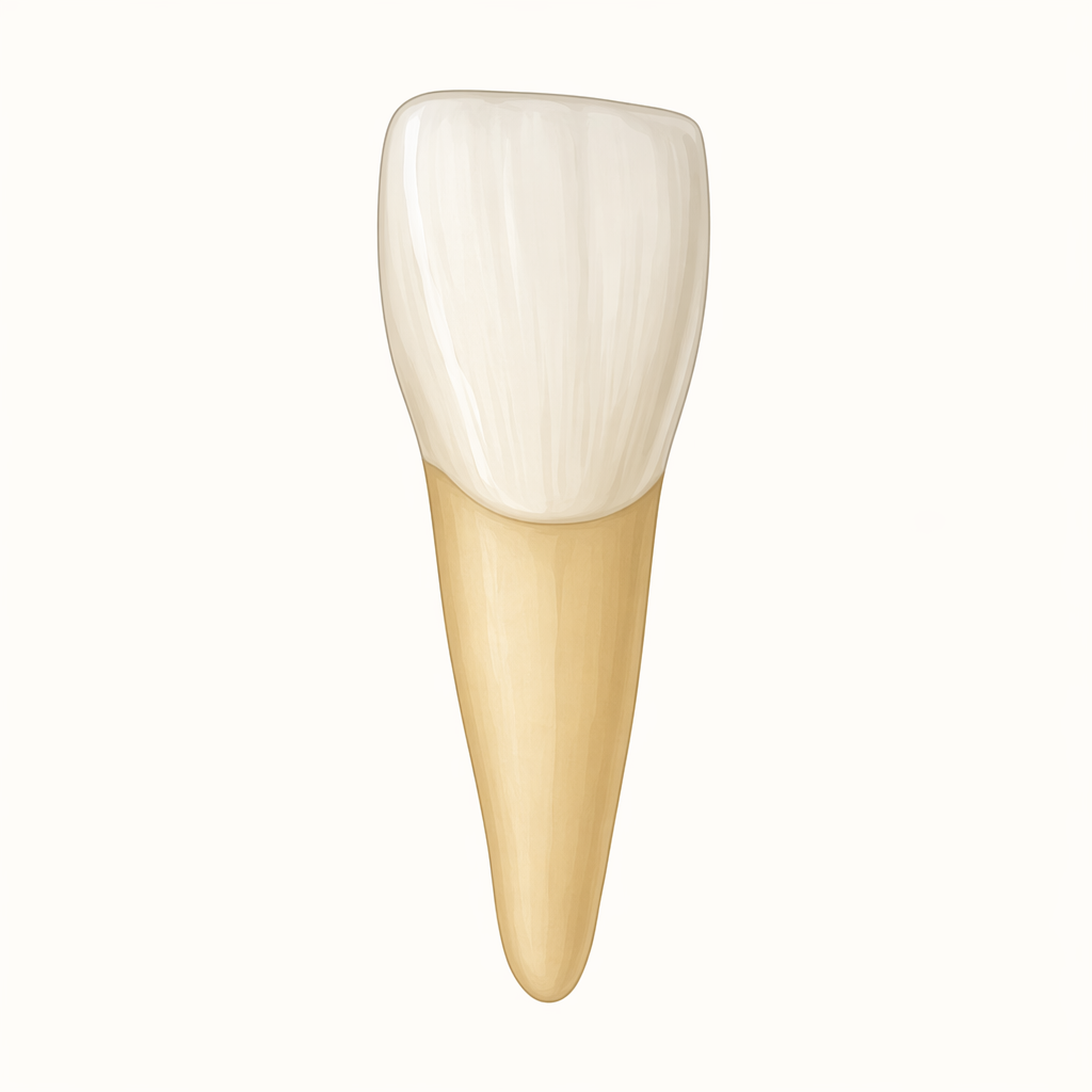 incisor