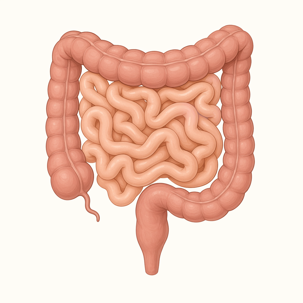 intestine