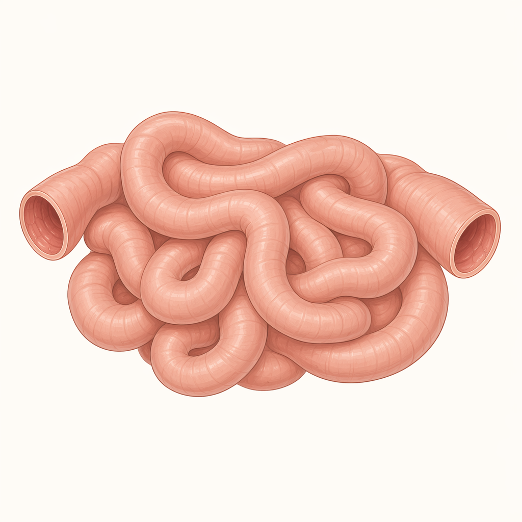 jejunum