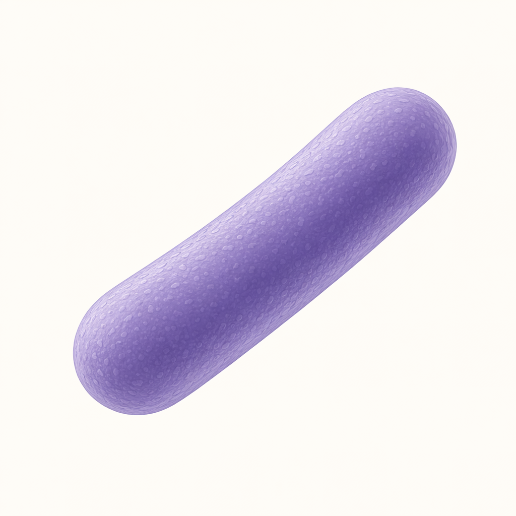 lactobacillus