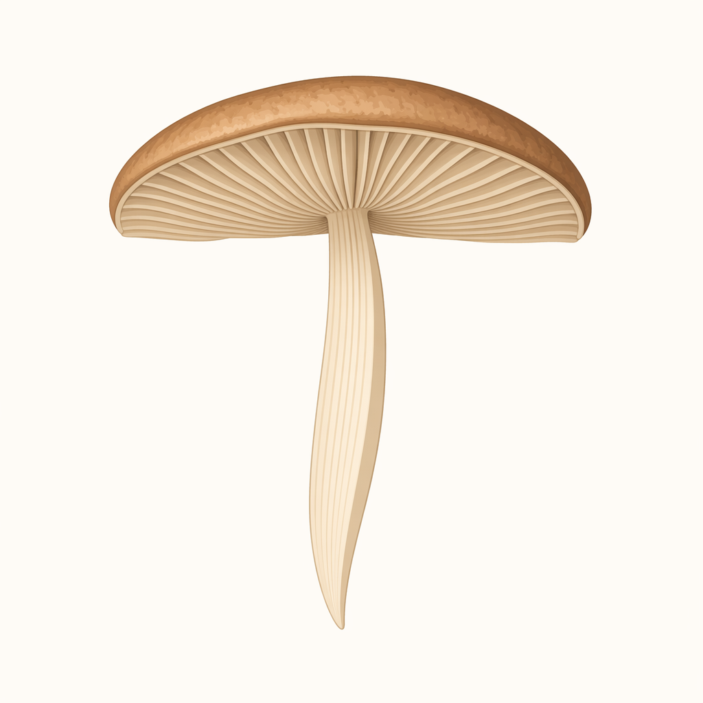 lamella