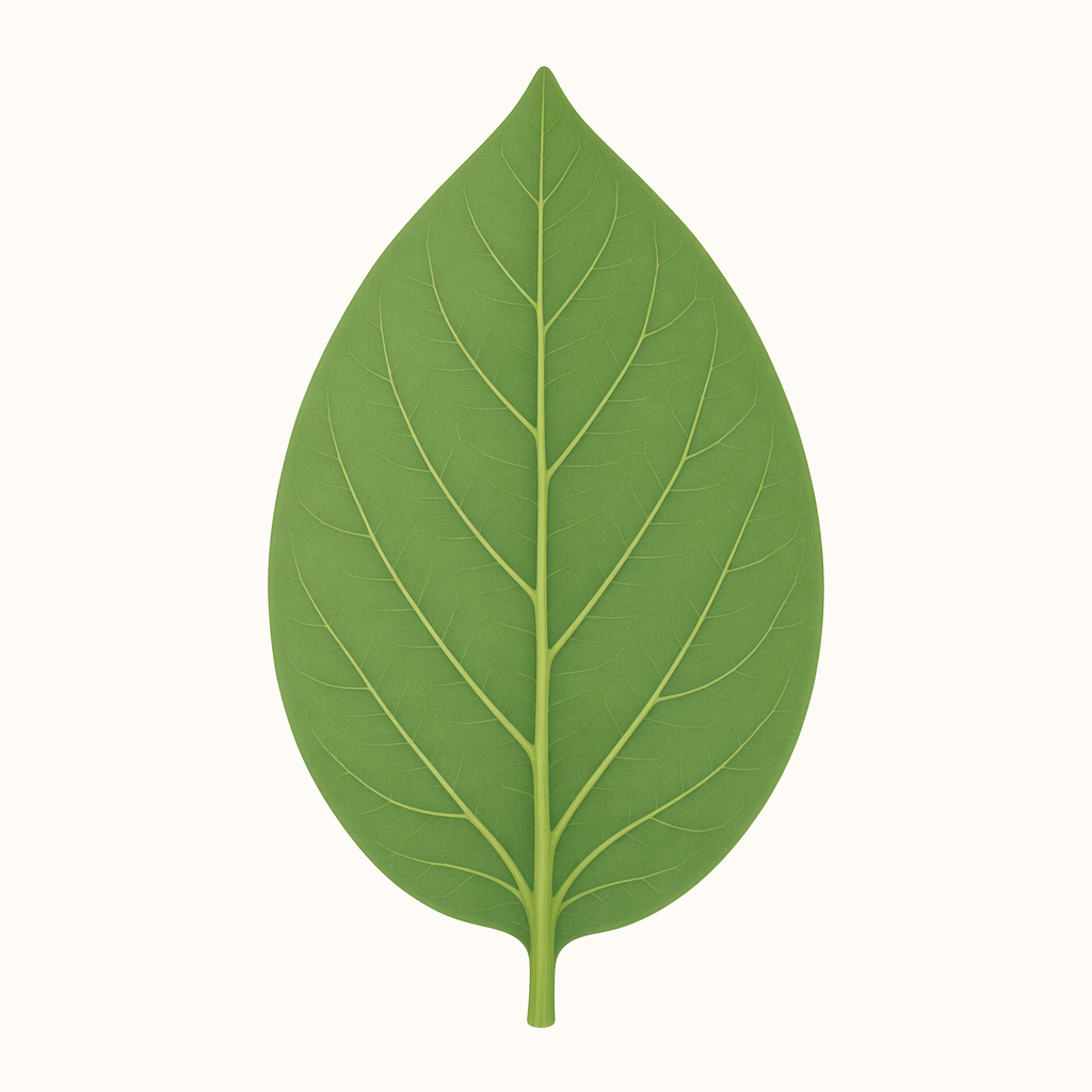 leaf