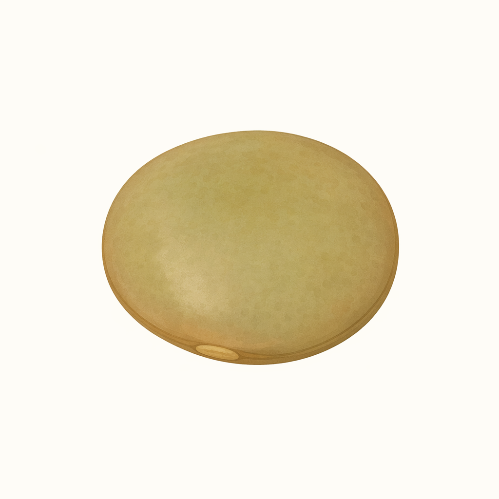 lentil