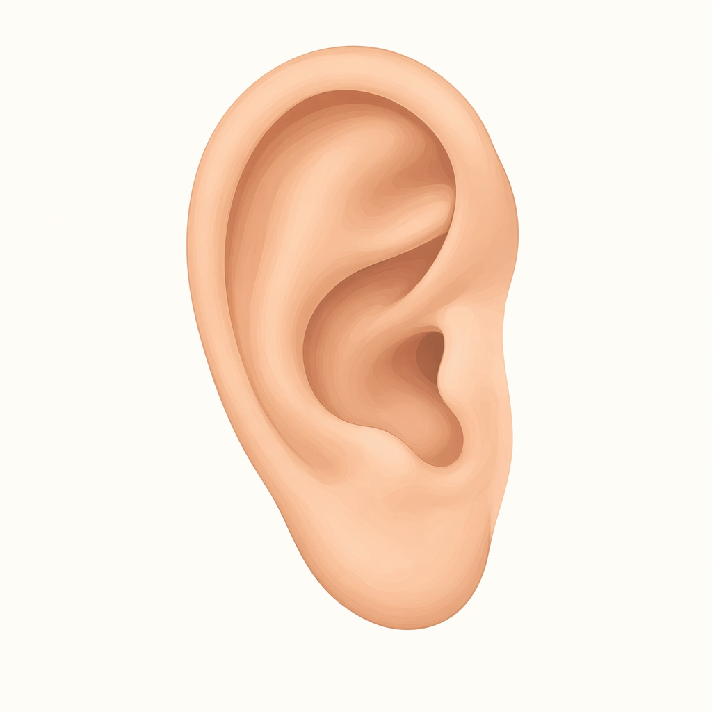 lobe