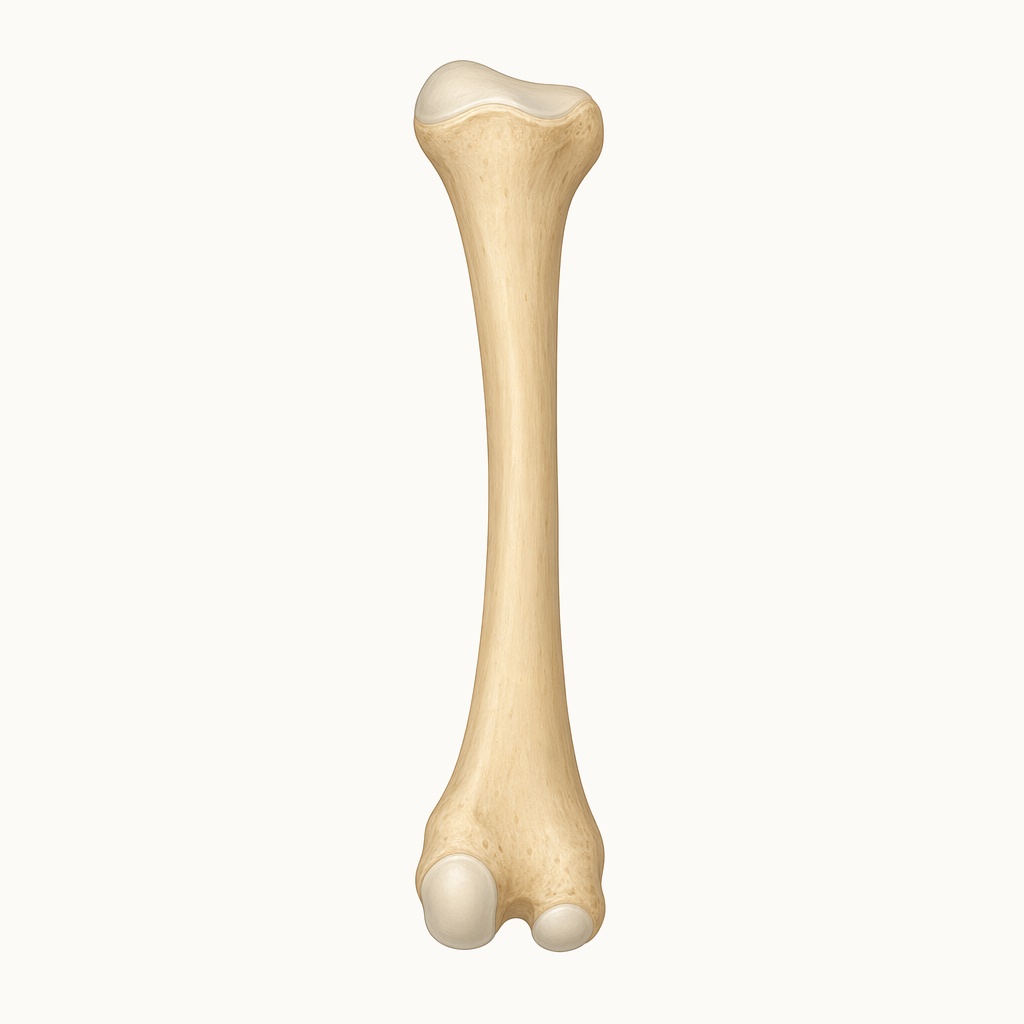metatarsal