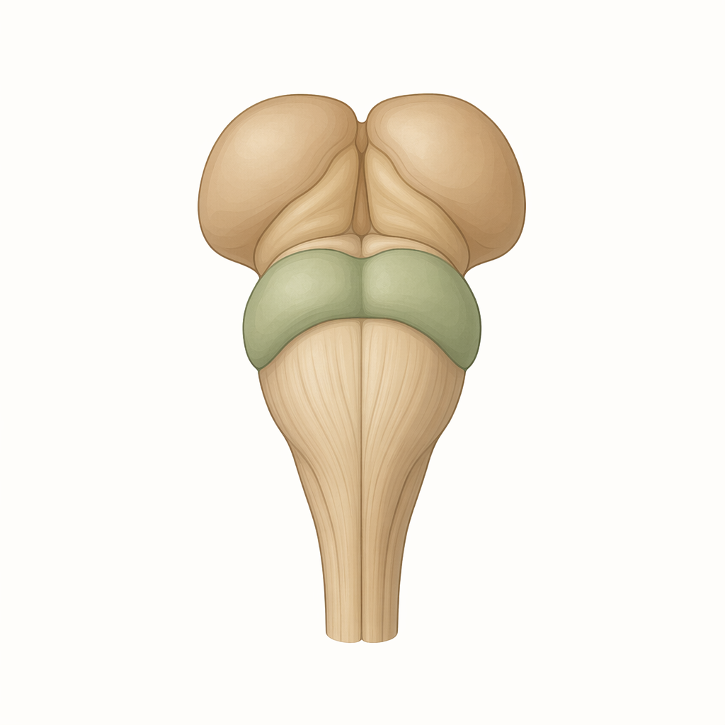 midbrain