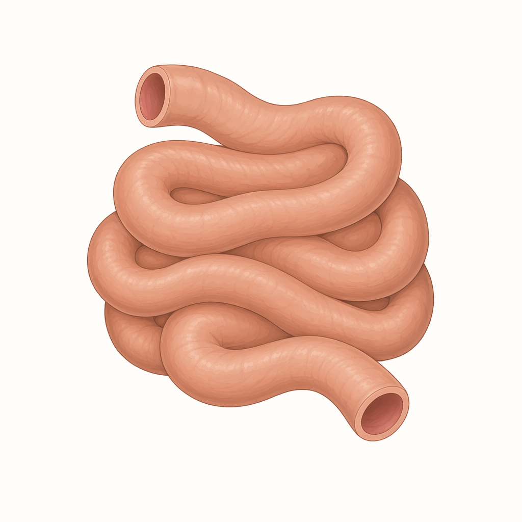 midgut