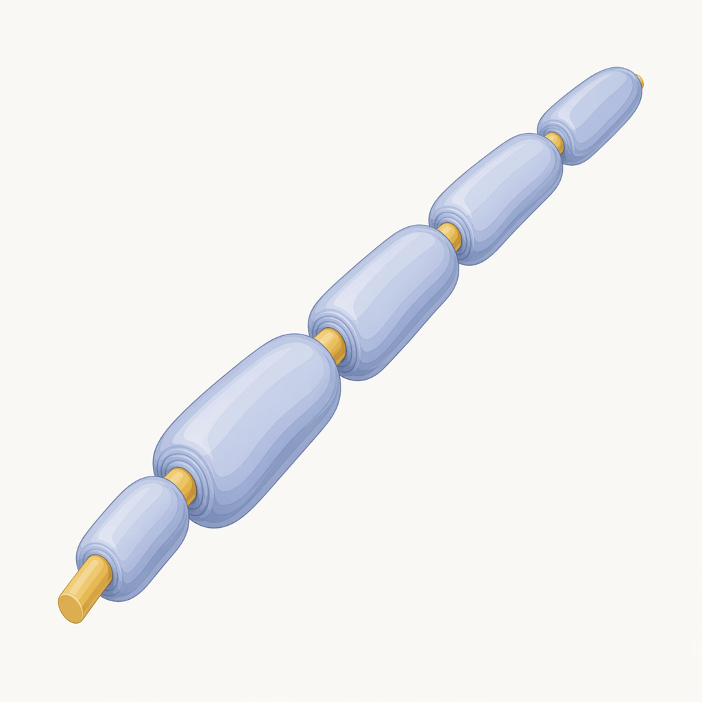 myelin