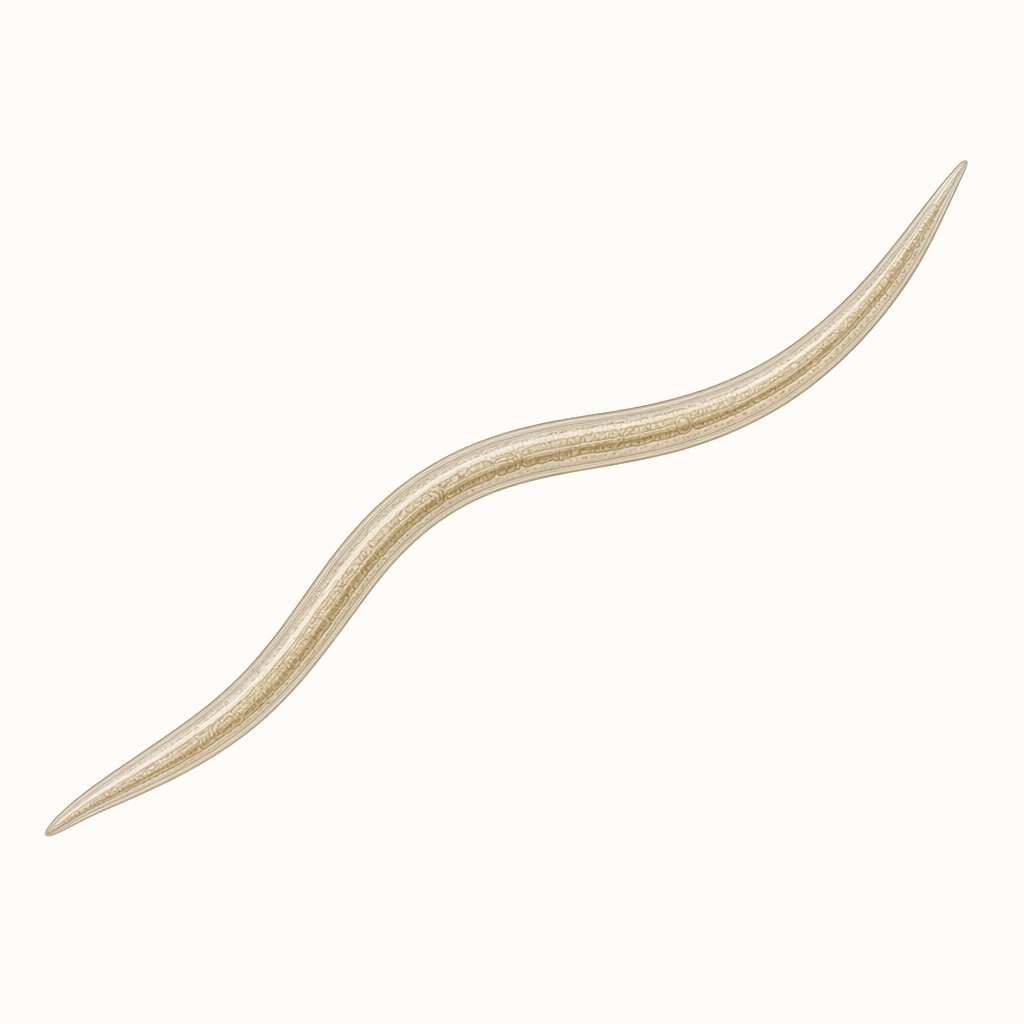 nematode