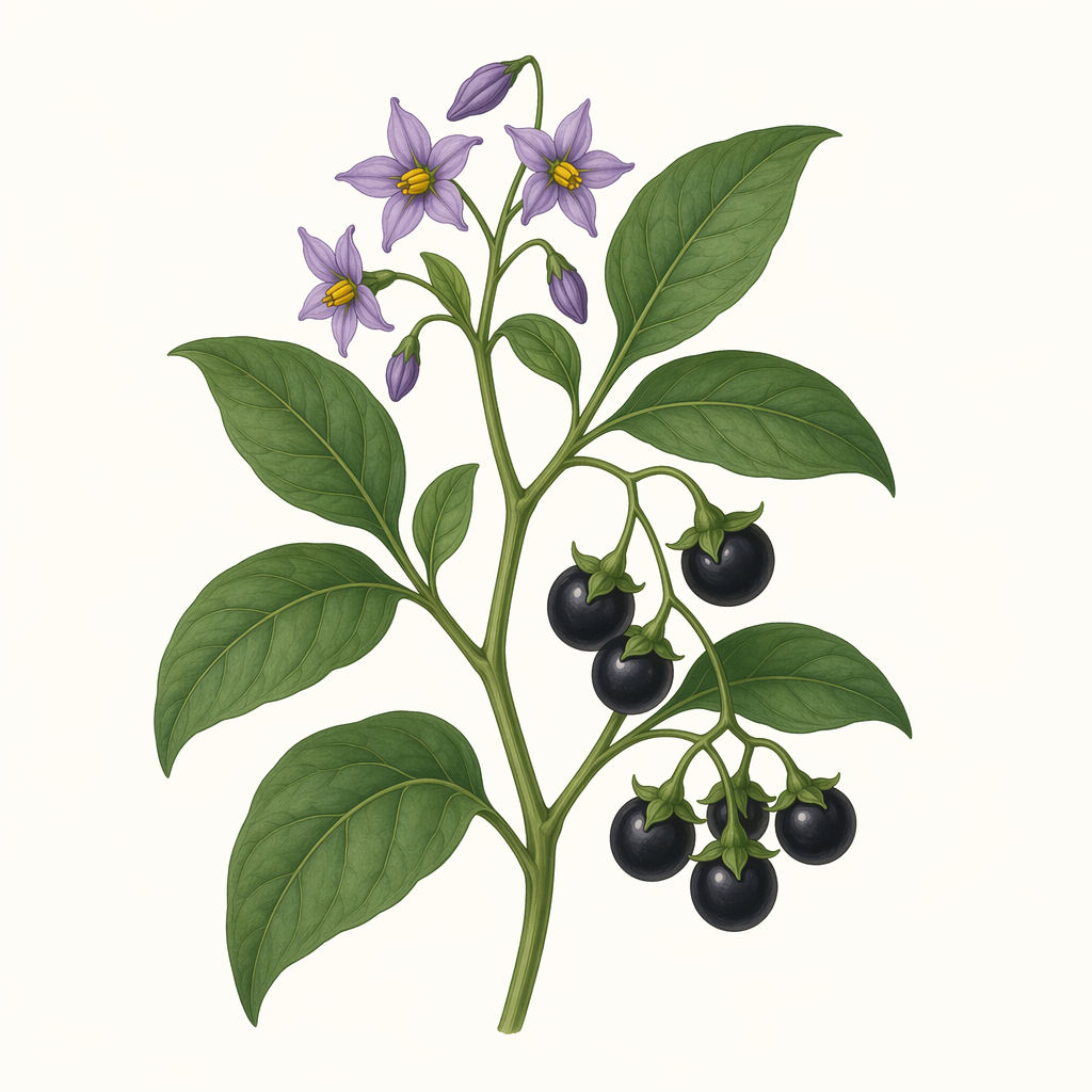 nightshade