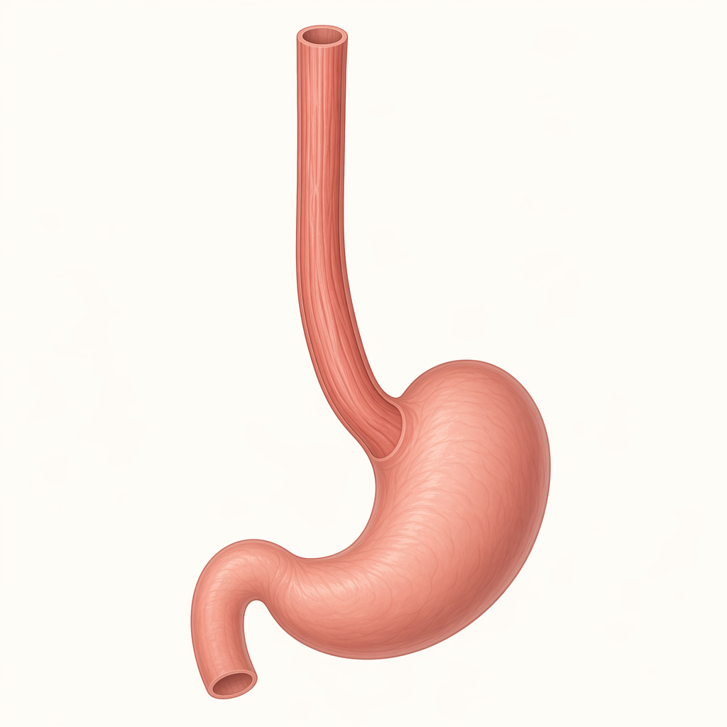 oesophagus