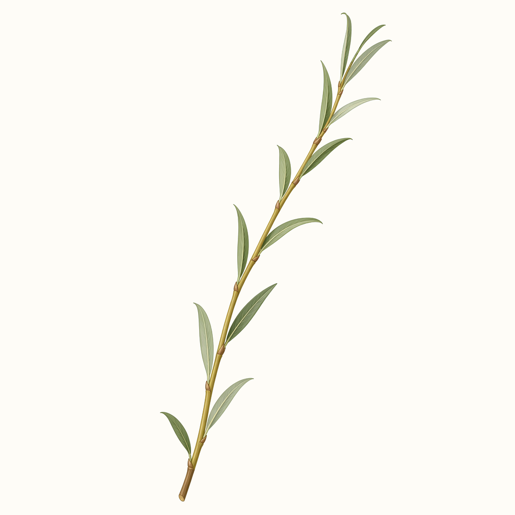 osier