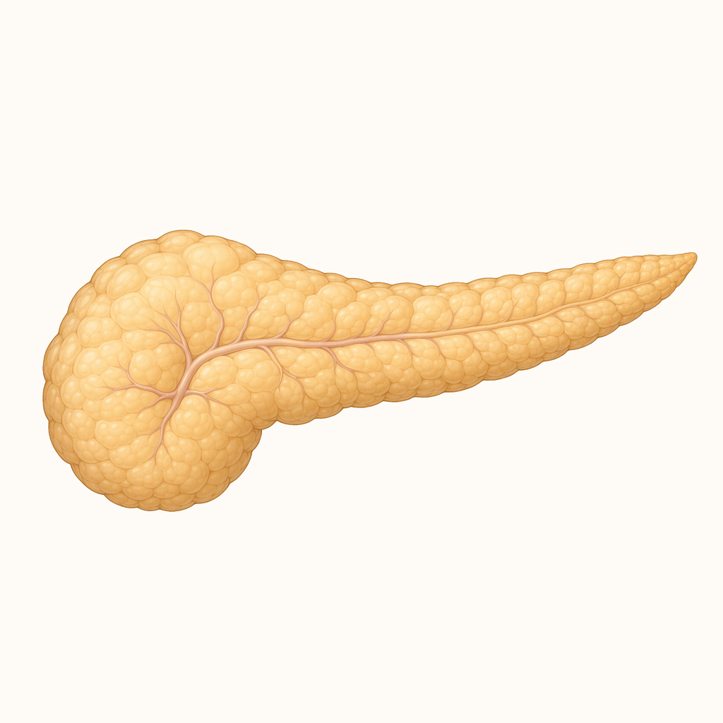 pancreas