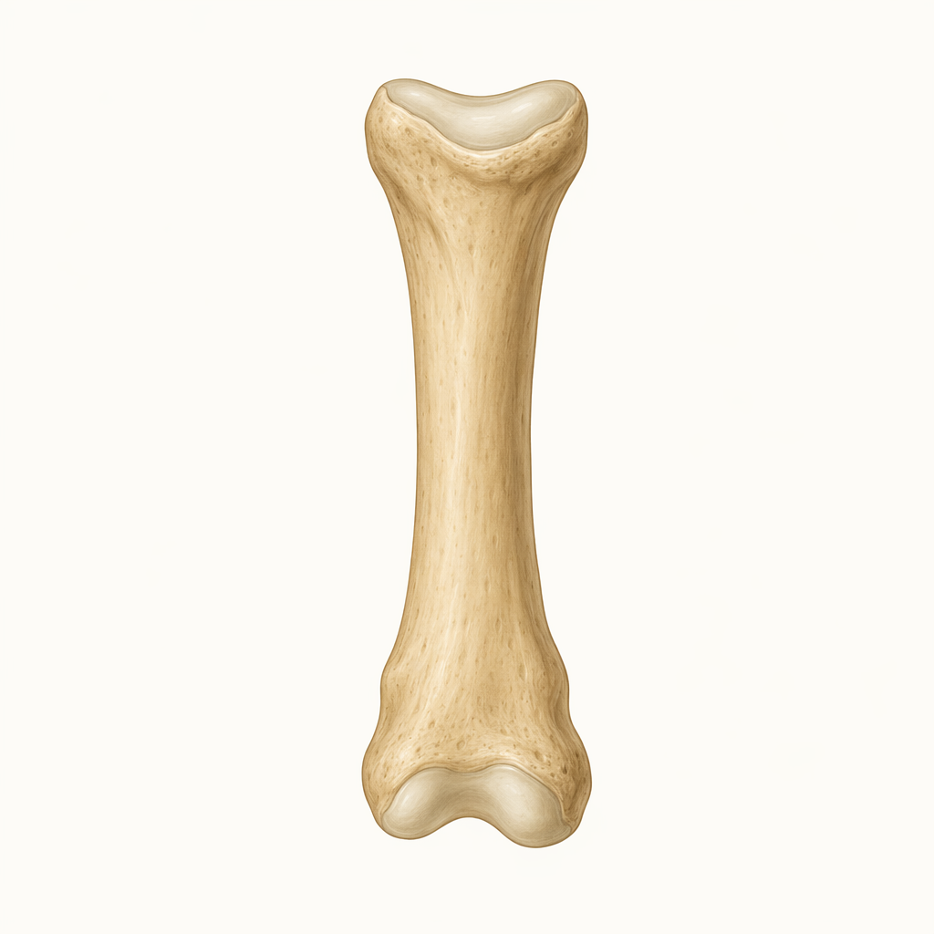 phalange