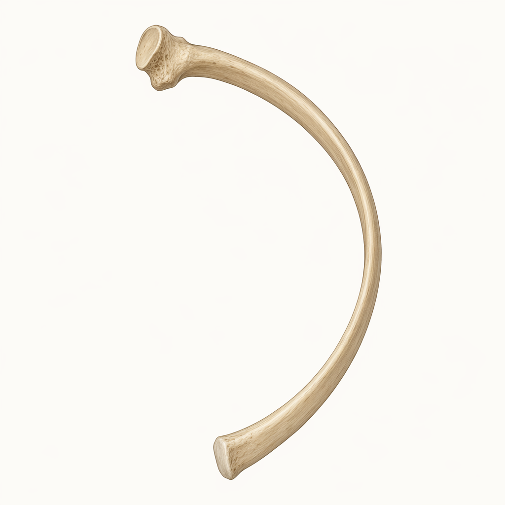 rib