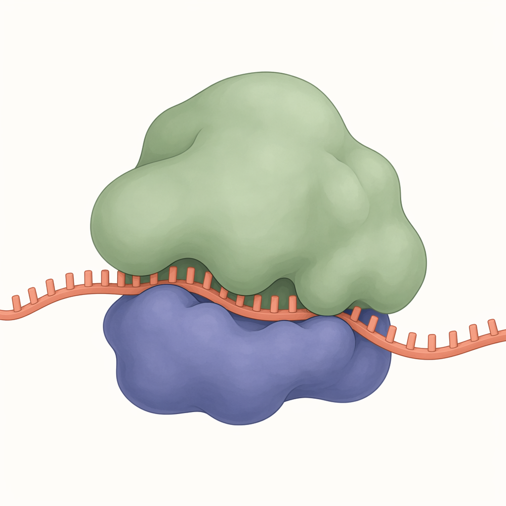 ribosome